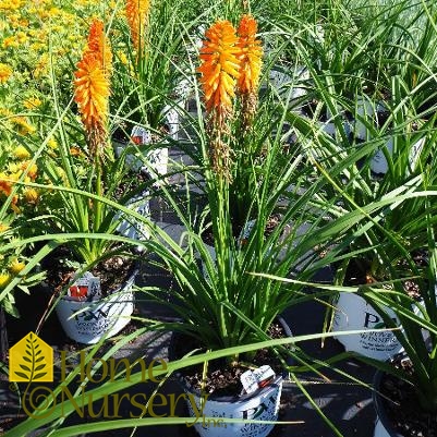 Kniphofia x Pyromania™'Orange Blaze'