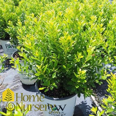 Ilex glabra Strongbox®