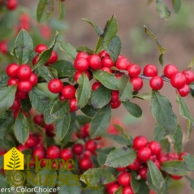 Ilex verticillata Little Goblin® Red