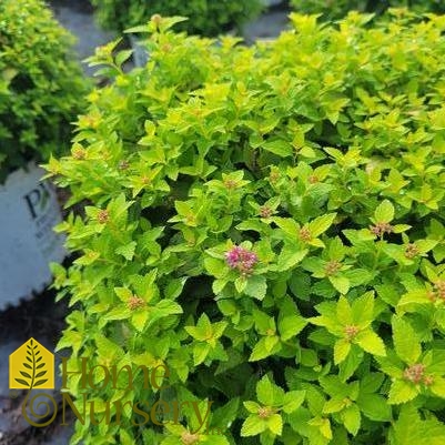 Spiraea japonica Double Play® Gold