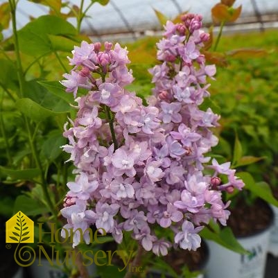 Syringa x hyacinthiflora Scentara® Double Blue