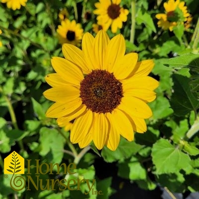 Helianthus x Suncredible® Yellow 