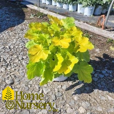 Heuchera x Primo® 'Pretty Pistachio'