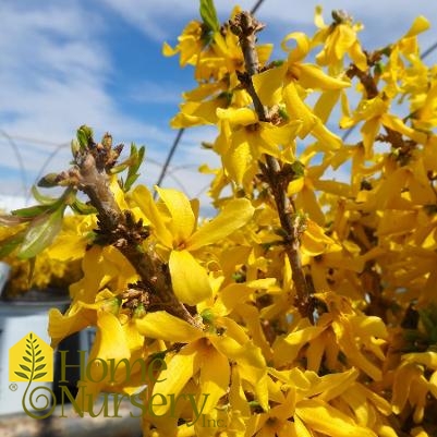 Forsythia x Show Off®; Sugar Baby®