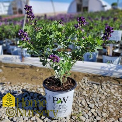 Baptisia x Decadence® 'Sparkling Sapphires'