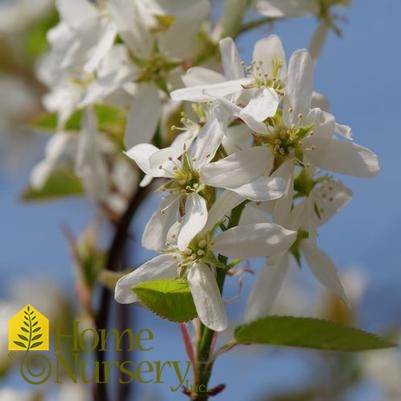 Amelanchier canadensis Spring Glory®