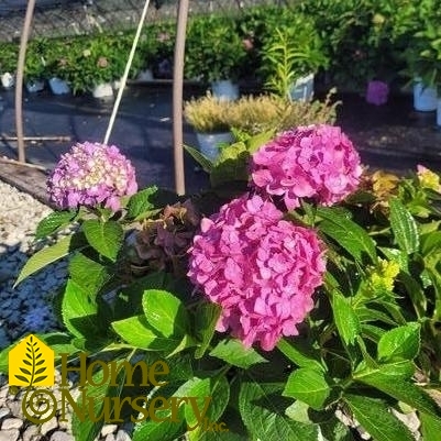 Hydrangea macrophylla Let's Dance ¡Arriba!®