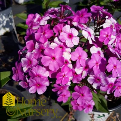 Phlox x 'Cloudburst'