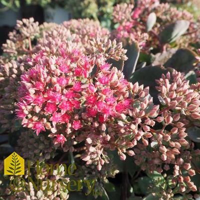 Sedum x Rock 'n Grow® Popstar