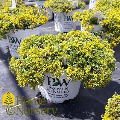 Sedum x Rock 'n Grow® 'Yellow Brick Road'