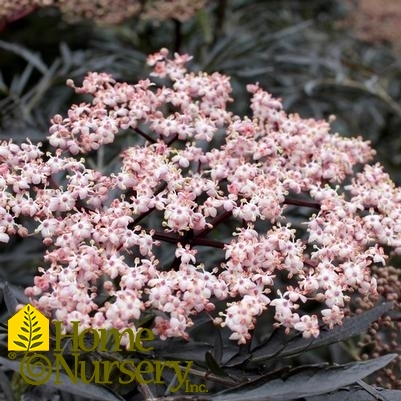 Sambucus nigra Black Lace®