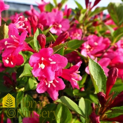 Weigela florida Sonic Bloom® Pink