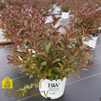 Weigela florida Wine & Roses®