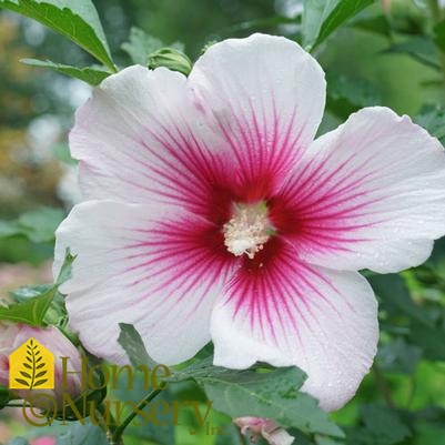 Hibiscus syriacus Paraplu Pink Ink®