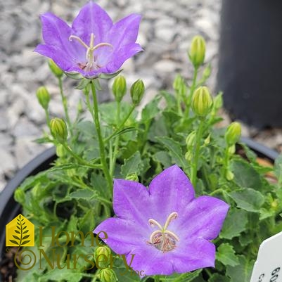 Campanula carpatica Pristar™ Deep Blue