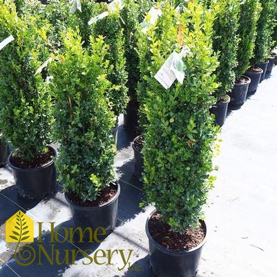 Buxus sempervirens 'Graham Blandy'