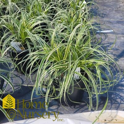 Carex oshimensis Feather Falls™