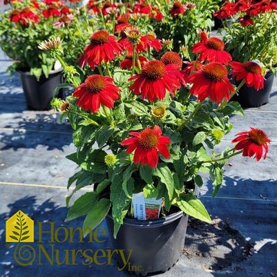 Echinacea x Sombrero® Salsa Red