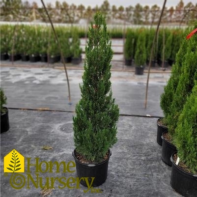 Juniperus virginiana 'Idyllwild'