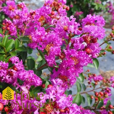 Lagerstroemia indica Infinitini® Purple