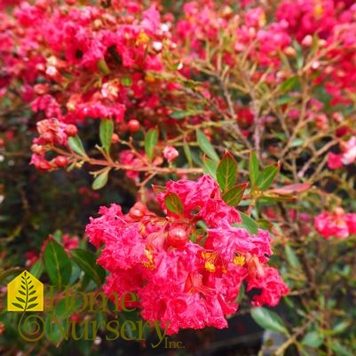 Lagerstroemia Cherry Dazzle