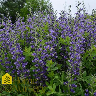 Baptisia x Decadence® 'Blueberry Sundae'