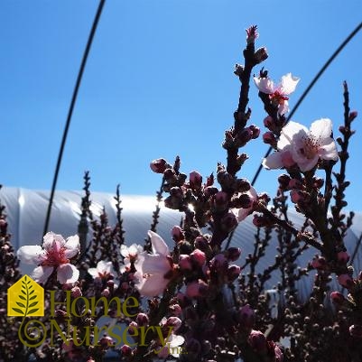 Prunus persica 'Bonfire'