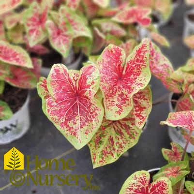 Caladium hortulanum Heart to Heart® 'Raspberry Moon'