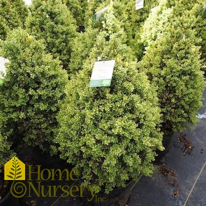 Buxus sempervirens 'Variegata' Pyramidal