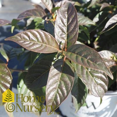 Cephalanthus occidentalis Sugar Shack®