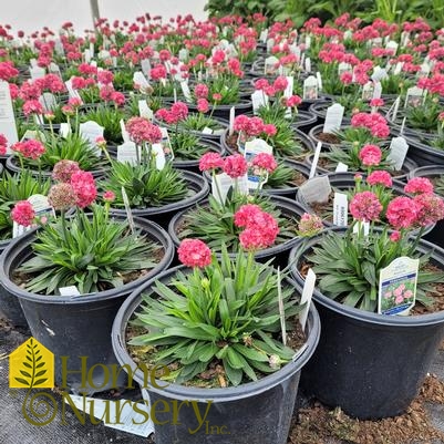 Armeria pseudarmeria Dreameria®Dreamland