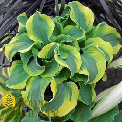 Hosta x 'School Mouse'