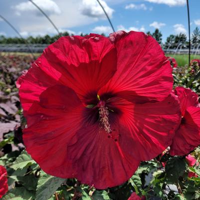 Hibiscus x Summerific® Valentine's Crush