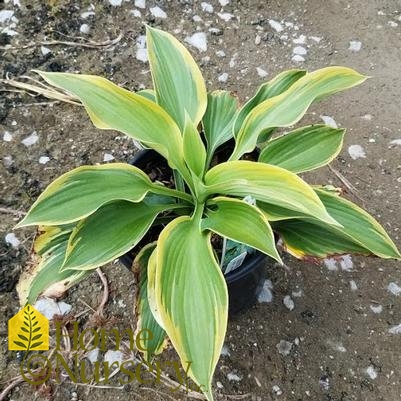 Hosta x 'Earth Angel'