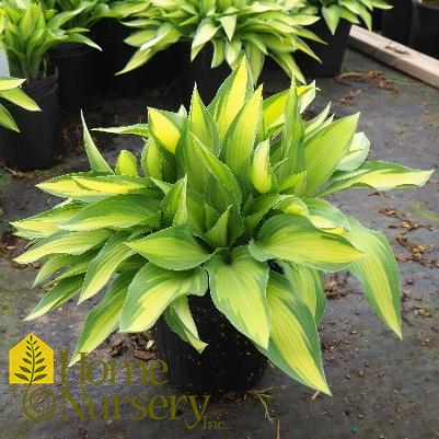 Hosta x 'Moonstruck'