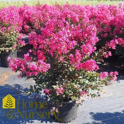 Lagerstroemia indica Barista® 'Brew Ha Ha'