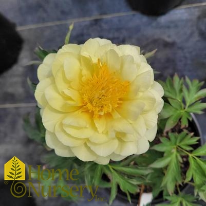 Paeonia x 'Bartzella'