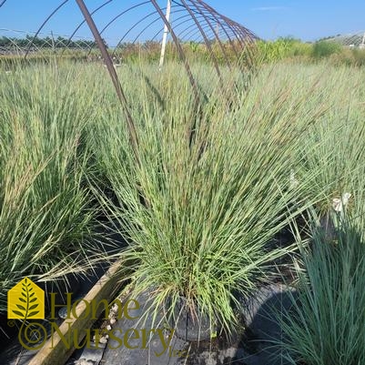 Schizachyrium scoparium 'Jazz'