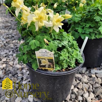 Aquilegia x Earlybird™ Yellow