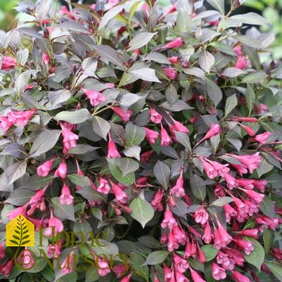 Weigela florida Midnight Wine Shine®