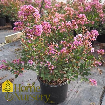 Lagerstroemia indica Barista® 'Bubble Tea'