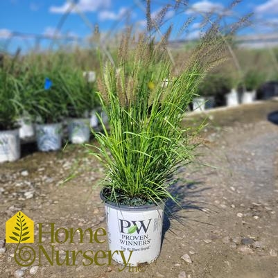 Pennisetum alopecuroides Prairie Winds Lemon Squeeze