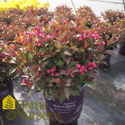 Weigela florida Shining Sensation™