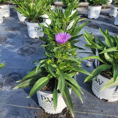 Stokesia laevis Totally Stoked Riptide