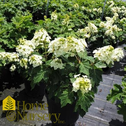 Hydrangea quercifolia 'Munchkin'