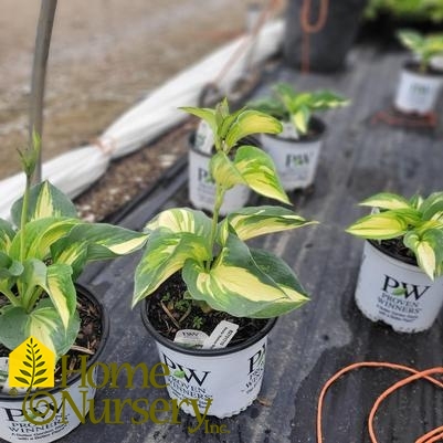 Hosta x Shadowland® 'Hudson Bay'