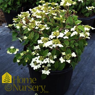 Viburnum plicatum f. tomentosum 'Summer Snowflake'