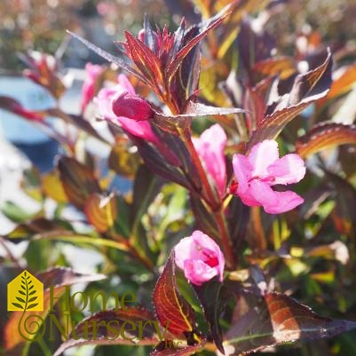 Weigela florida Fine Wine®