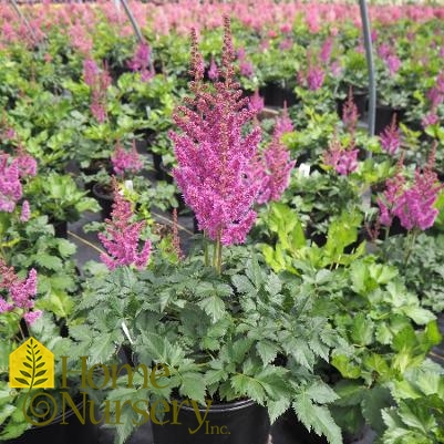 Astilbe chinensis 'Visions'