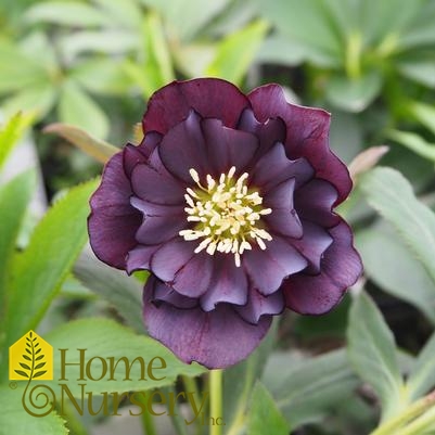 Helleborus x Wedding Party® Dark and Handsome